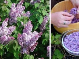 Успей в самый пик цветения: заполни литрушку растительным маслом и фиолетовыми цветками…